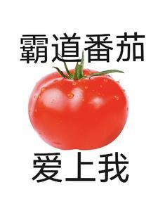 霸道番茄爱上我